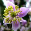 Thalictrum Rochebrunianum